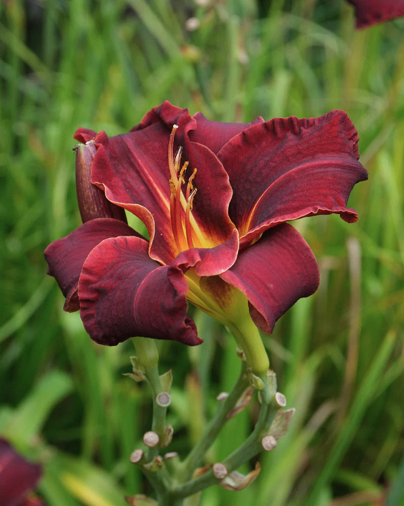 Hemerocallis (weinrot) - Image 2
