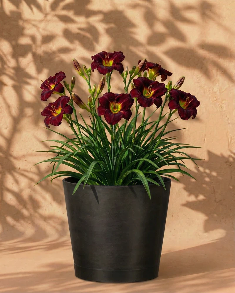 Hemerocallis (weinrot) - Image 6