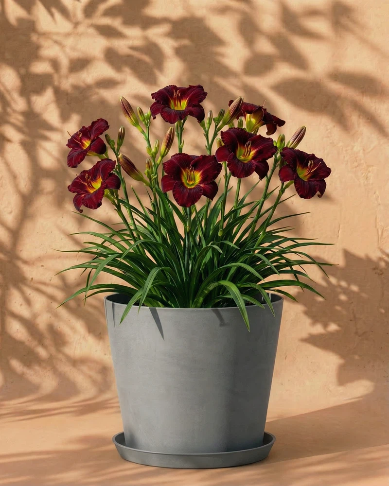Hemerocallis (weinrot) - Image 8