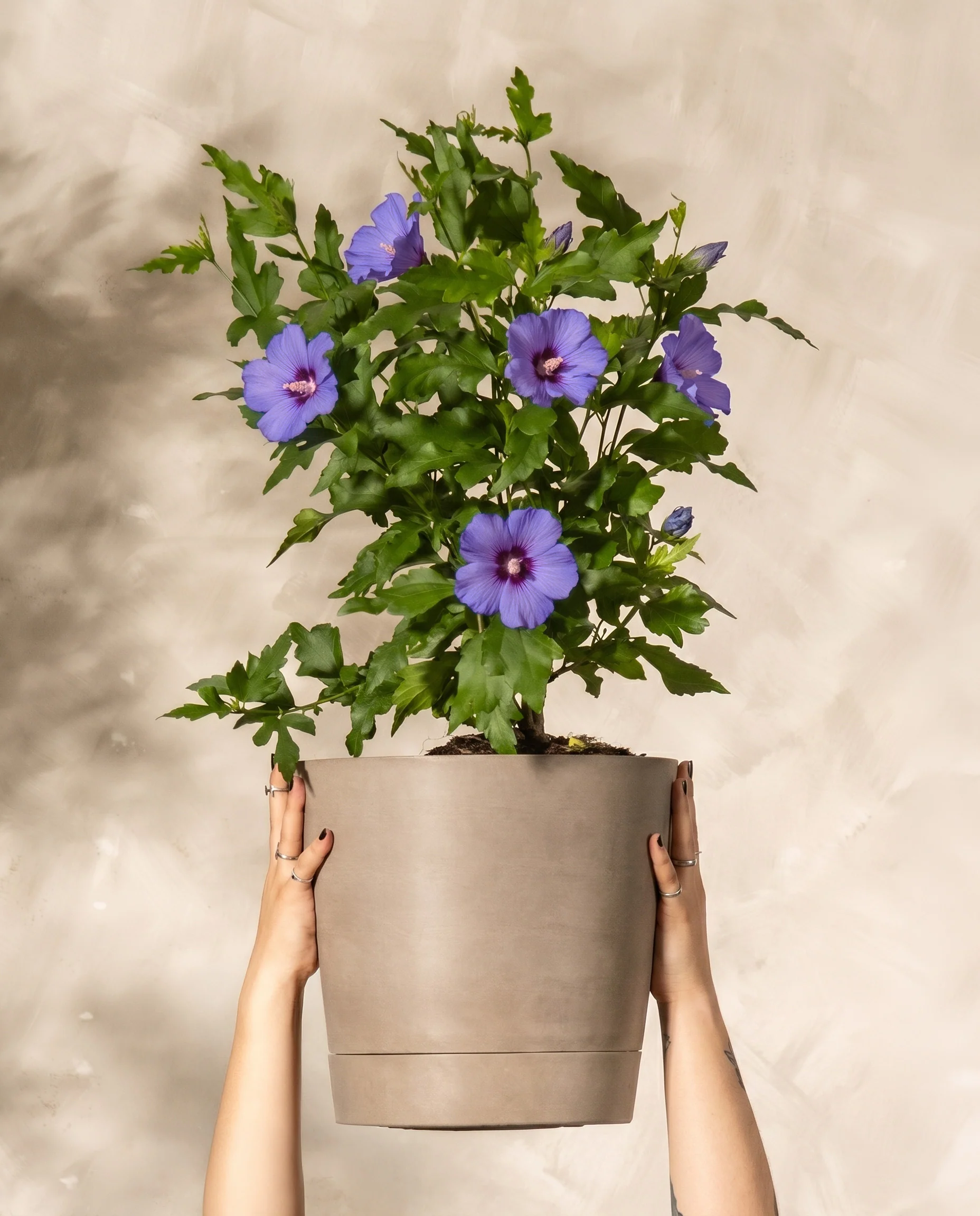 Blauer Hibiskus