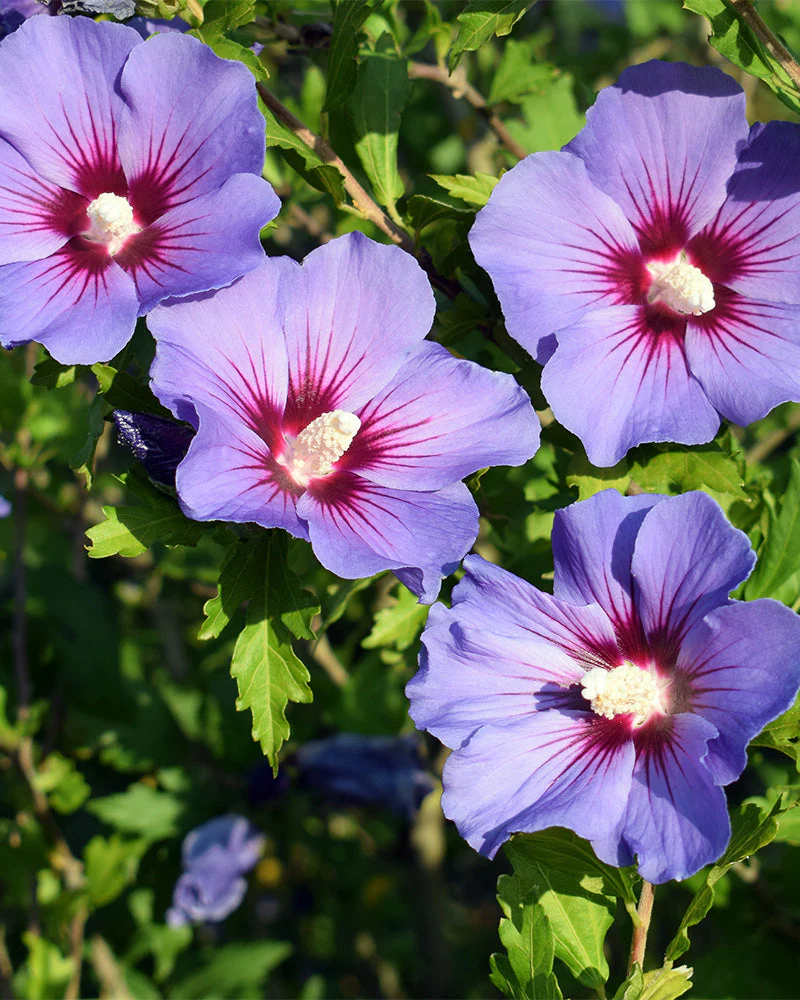 Blauer Hibiskus - Image 2