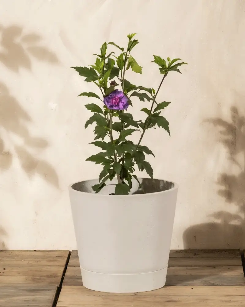 Blauer Hibiskus - Image 4
