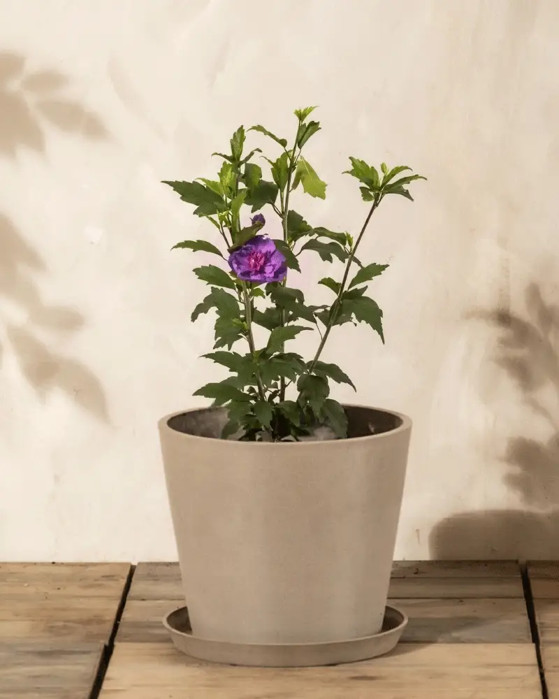 Blauer Hibiskus - Image 5