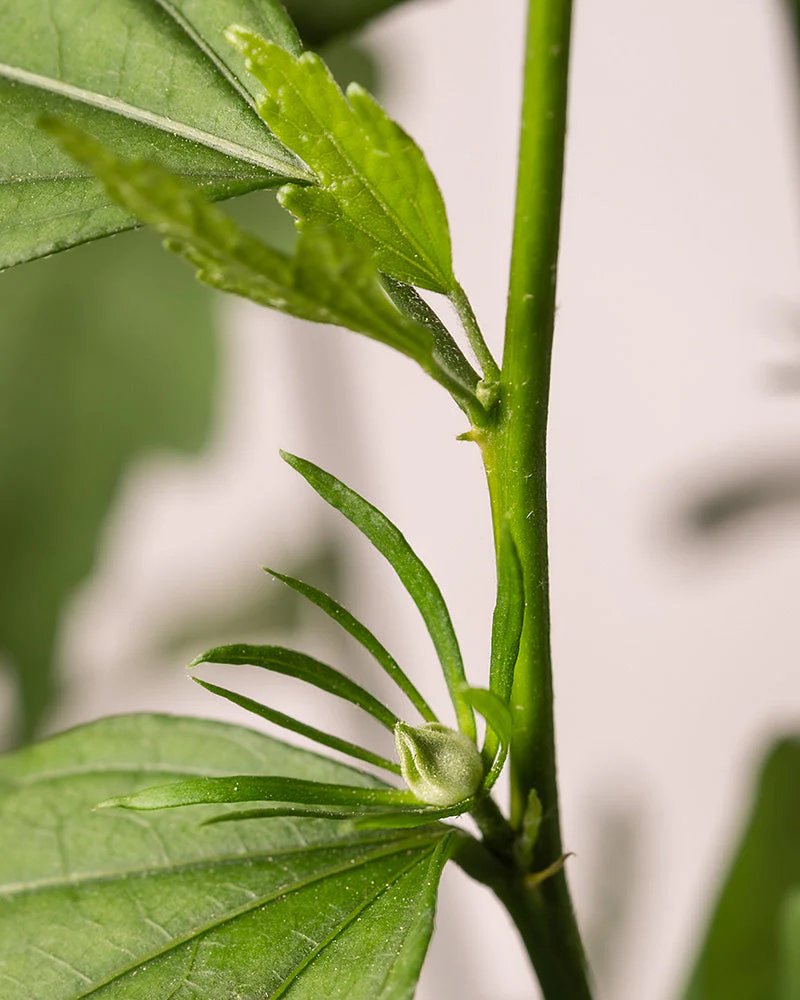 Blauer Hibiskus - Image 6