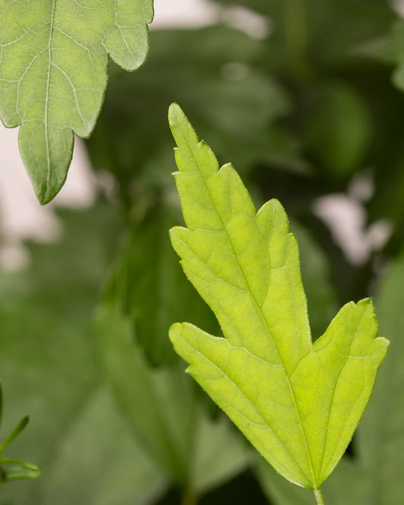 Blauer Hibiskus - Image 7