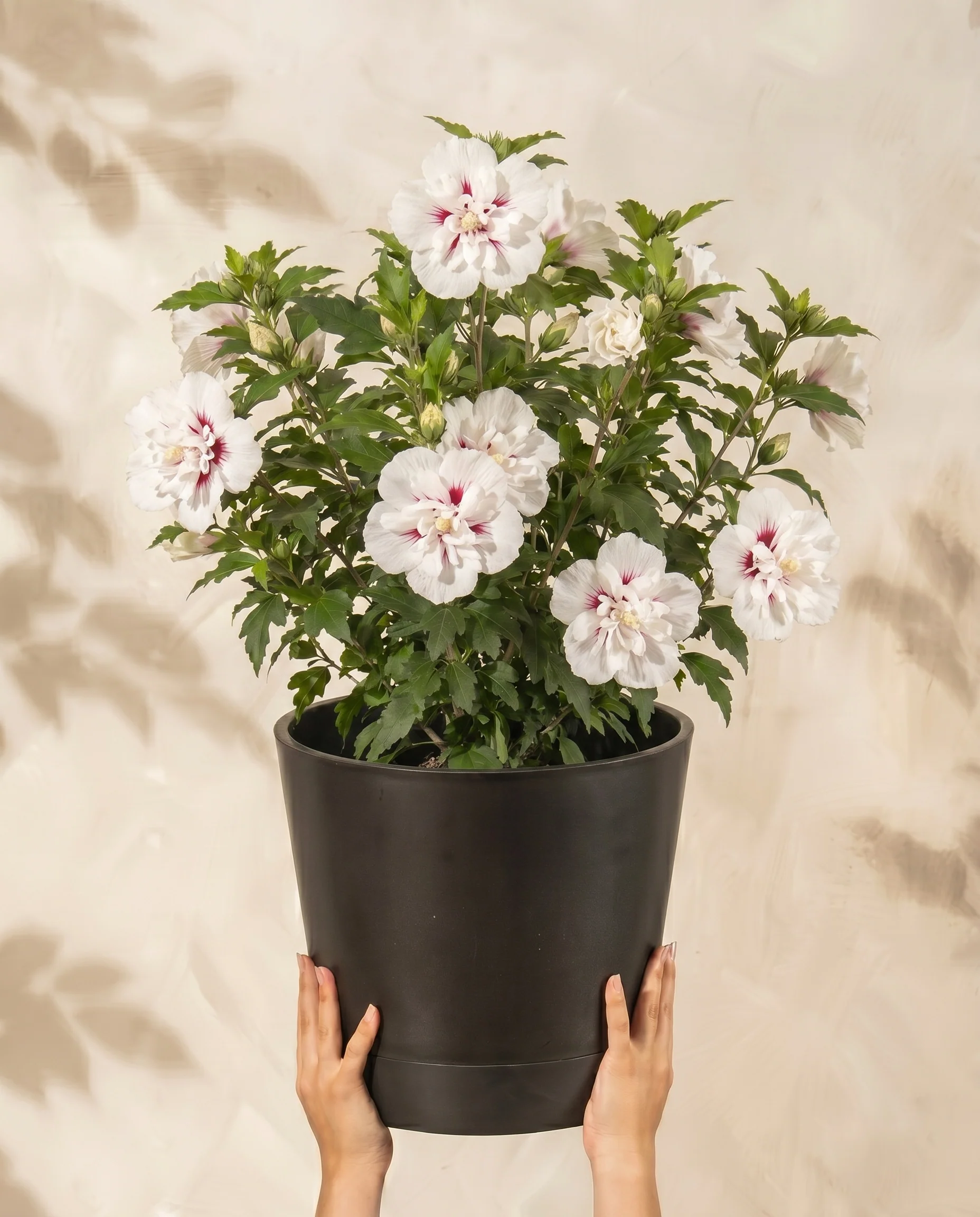 Weißer Hibiskus
