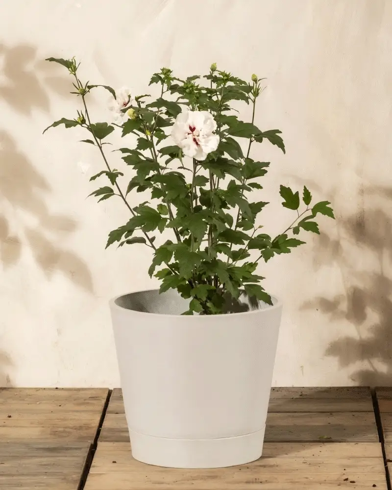 Weißer Hibiskus - Image 4