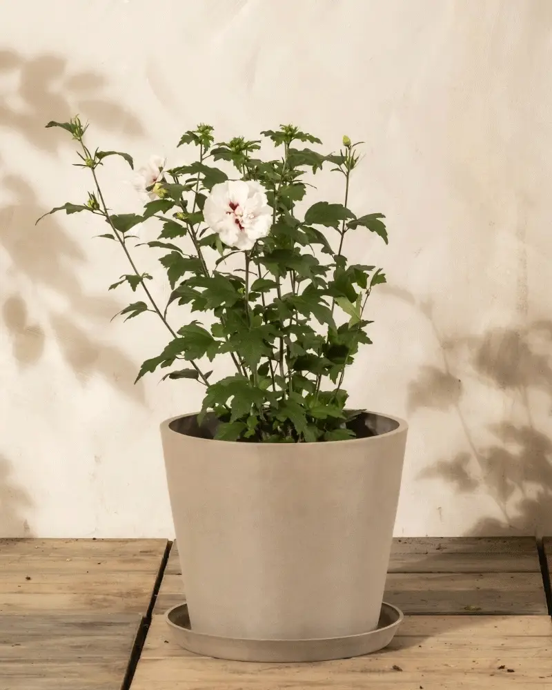Weißer Hibiskus - Image 5