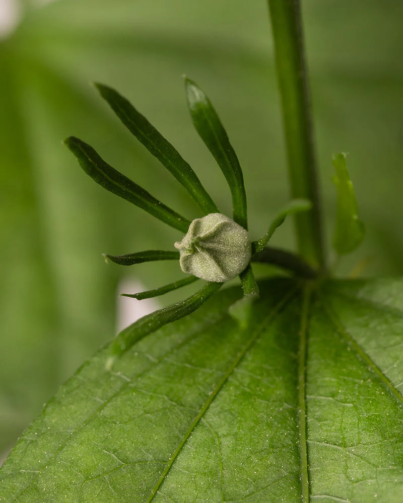 Weißer Hibiskus - Image 6