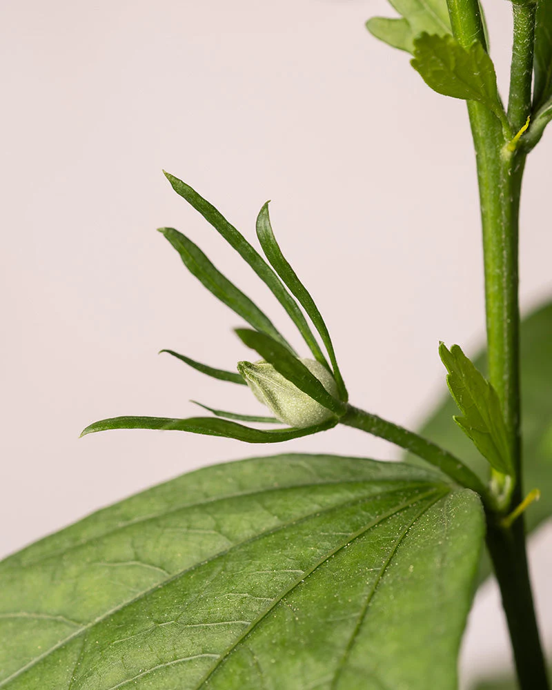 Weißer Hibiskus - Image 7