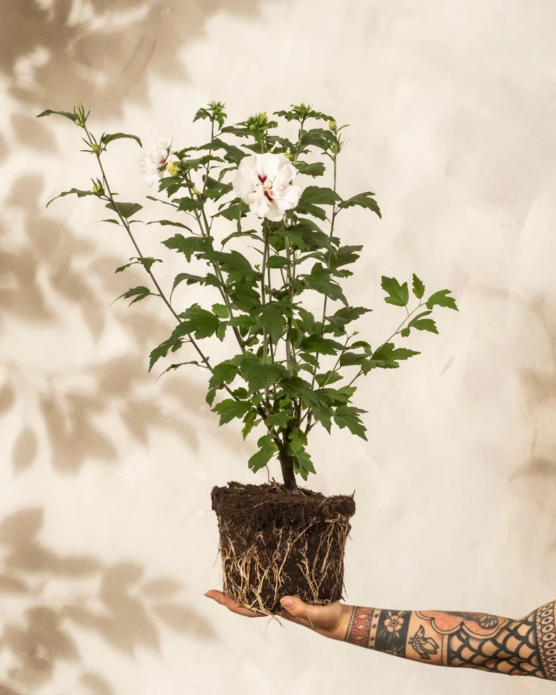 Weißer Hibiskus - Image 9