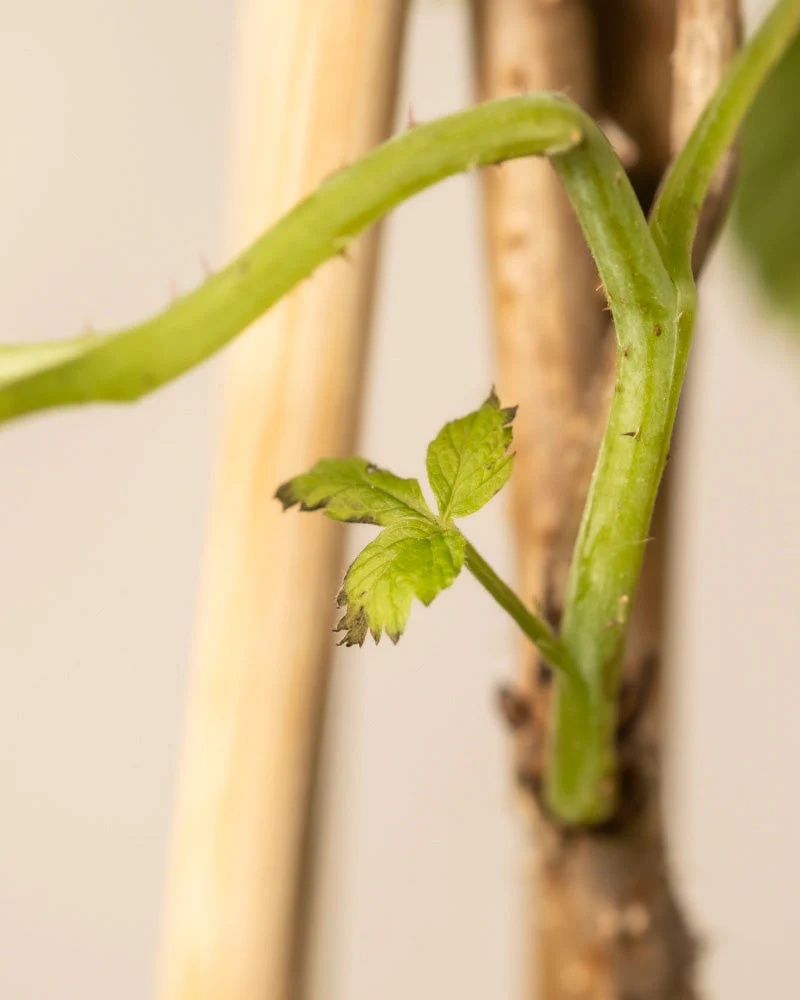 Himbeere Trio - Image 11