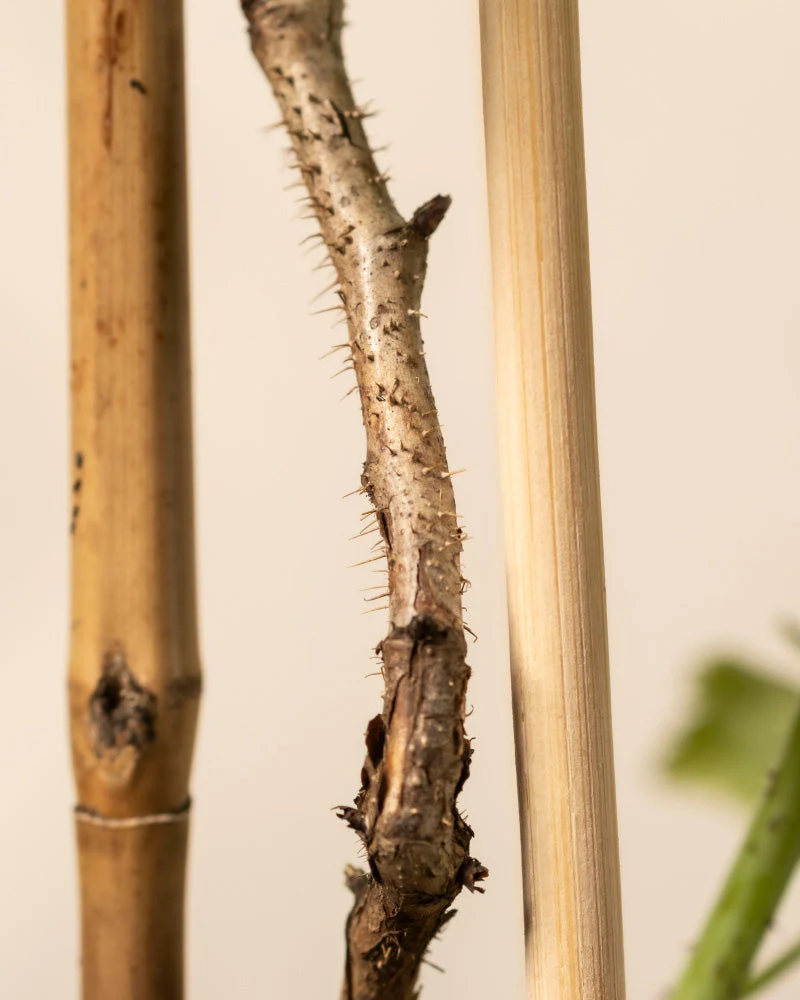 Himbeere Trio - Image 12