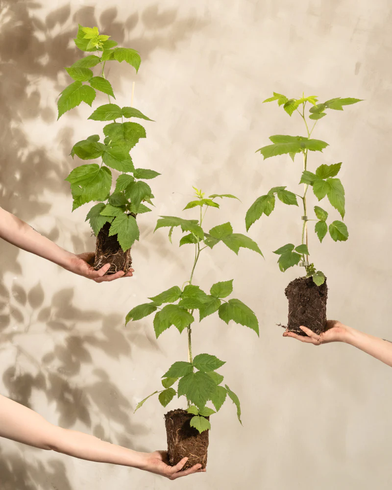 Himbeere Trio - Image 13