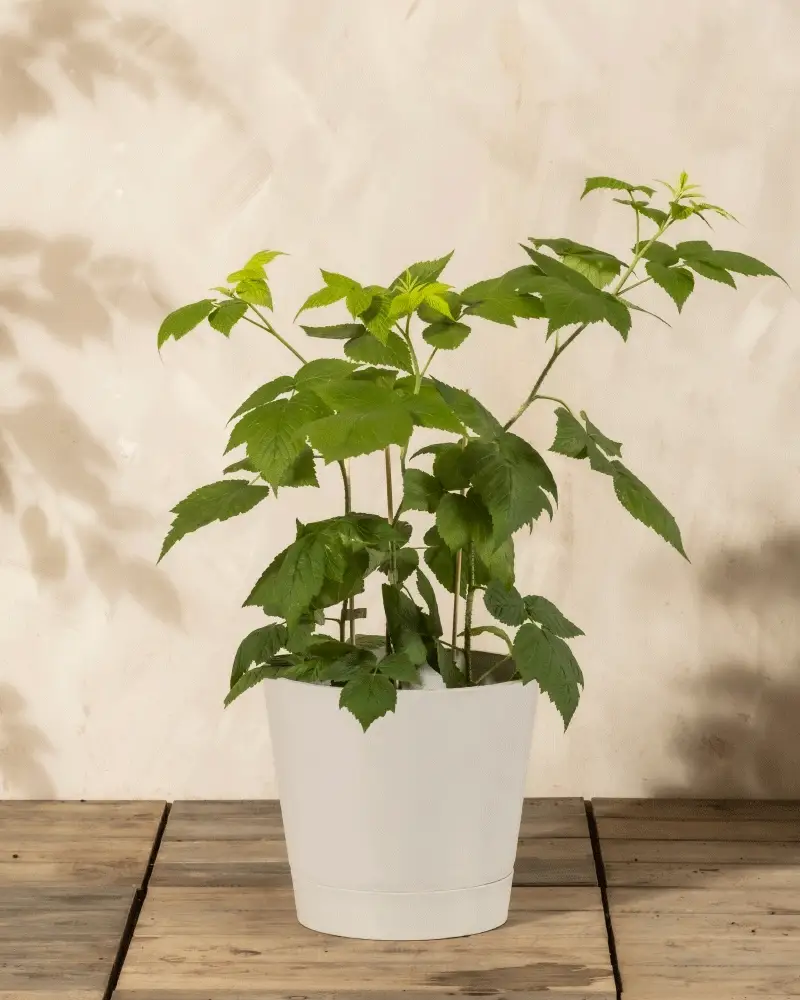 Himbeere Trio - Image 5