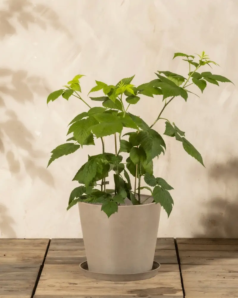 Himbeere Trio - Image 6