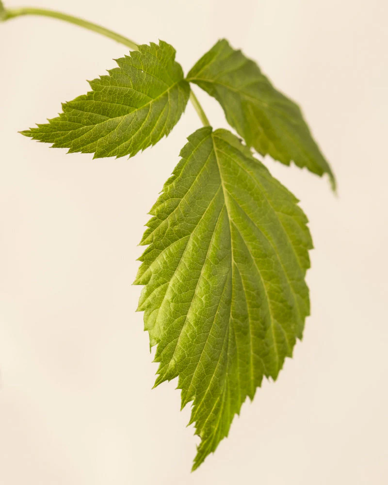 Himbeere Trio - Image 8