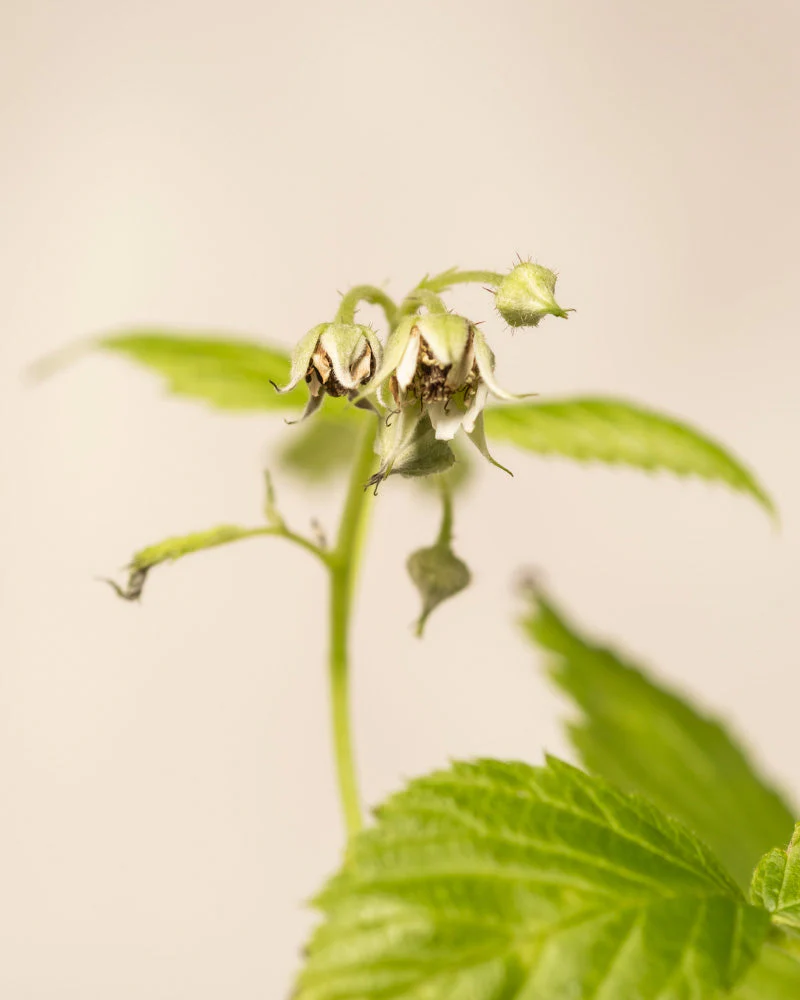 Himbeere Trio - Image 9