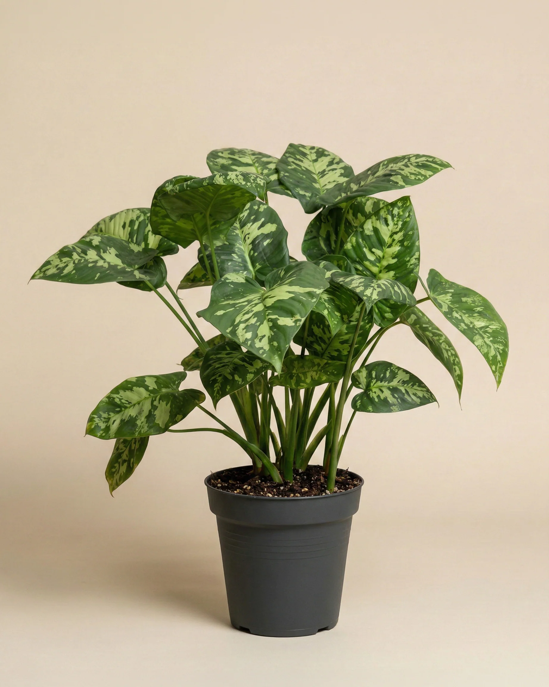 Homalomena 'Candid' - Image 3