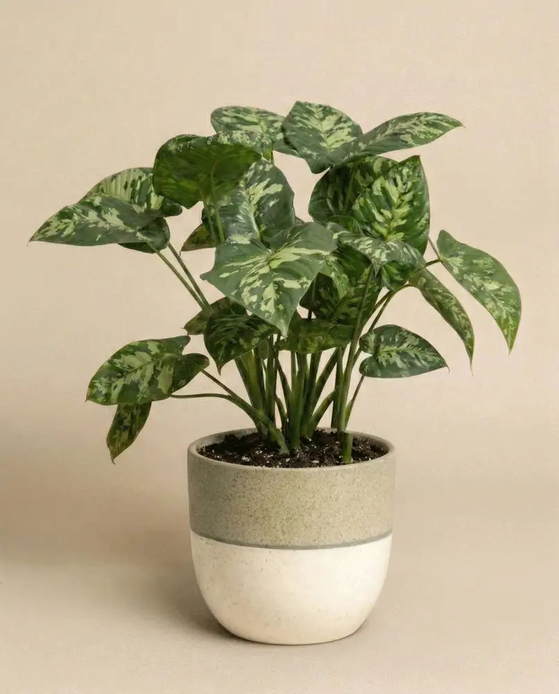 Homalomena 'Candid' - Image 4