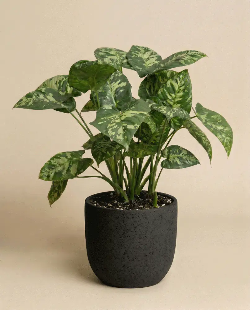 Homalomena 'Candid' - Image 5