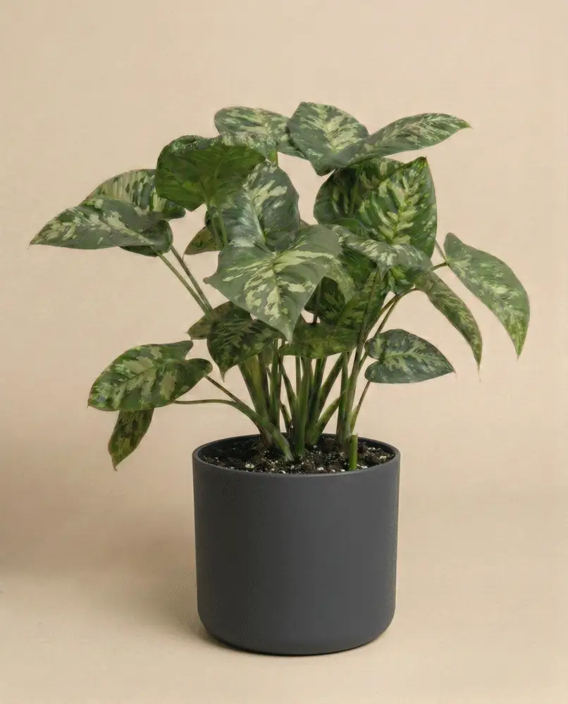 Homalomena 'Candid' - Image 6