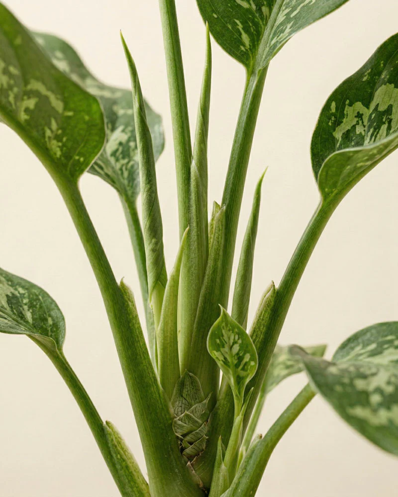 Homalomena 'Candid' - Image 8