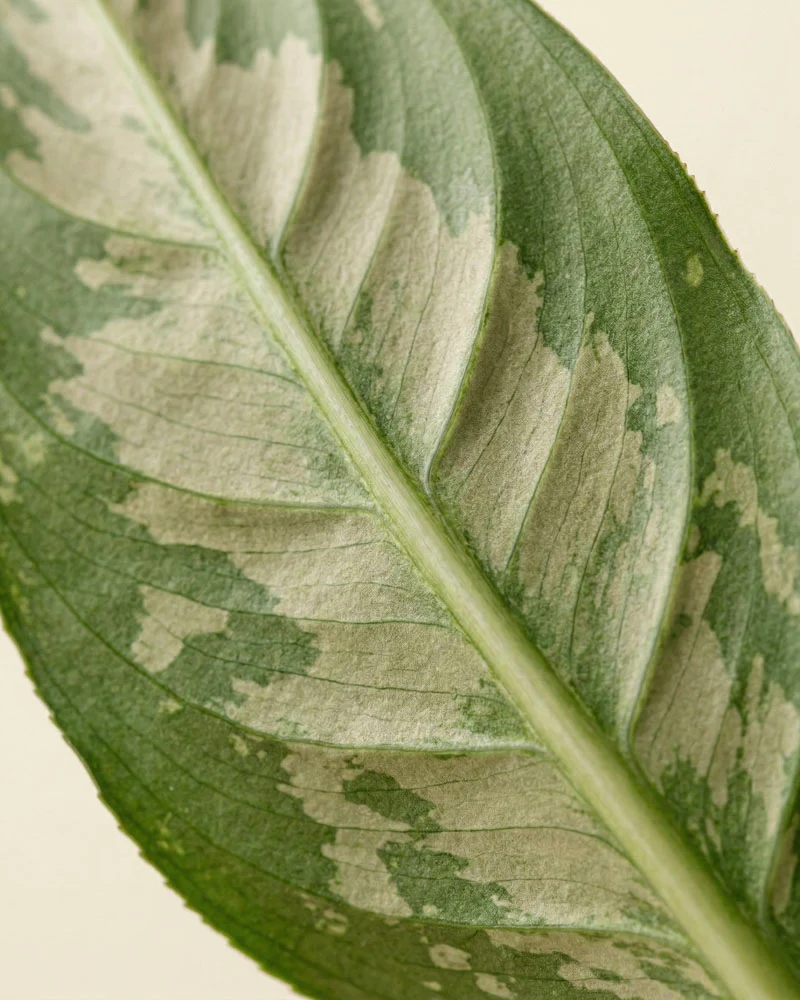 Homalomena 'Candid' - Image 9