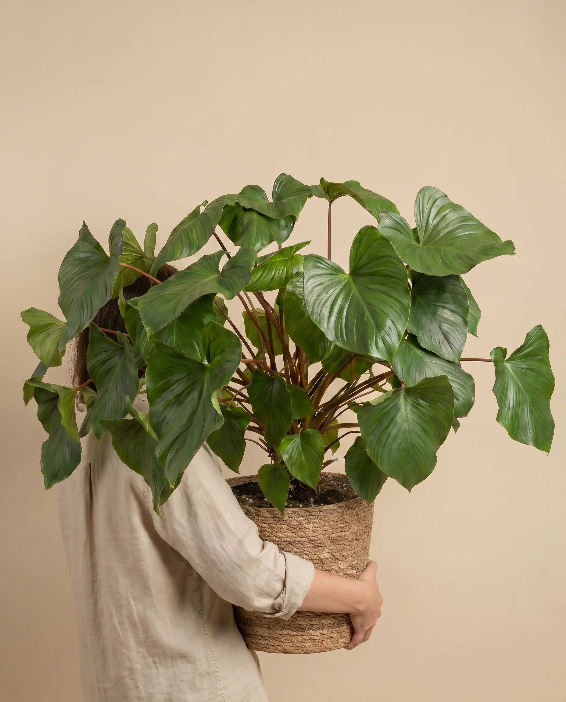 Homalomena Maggy