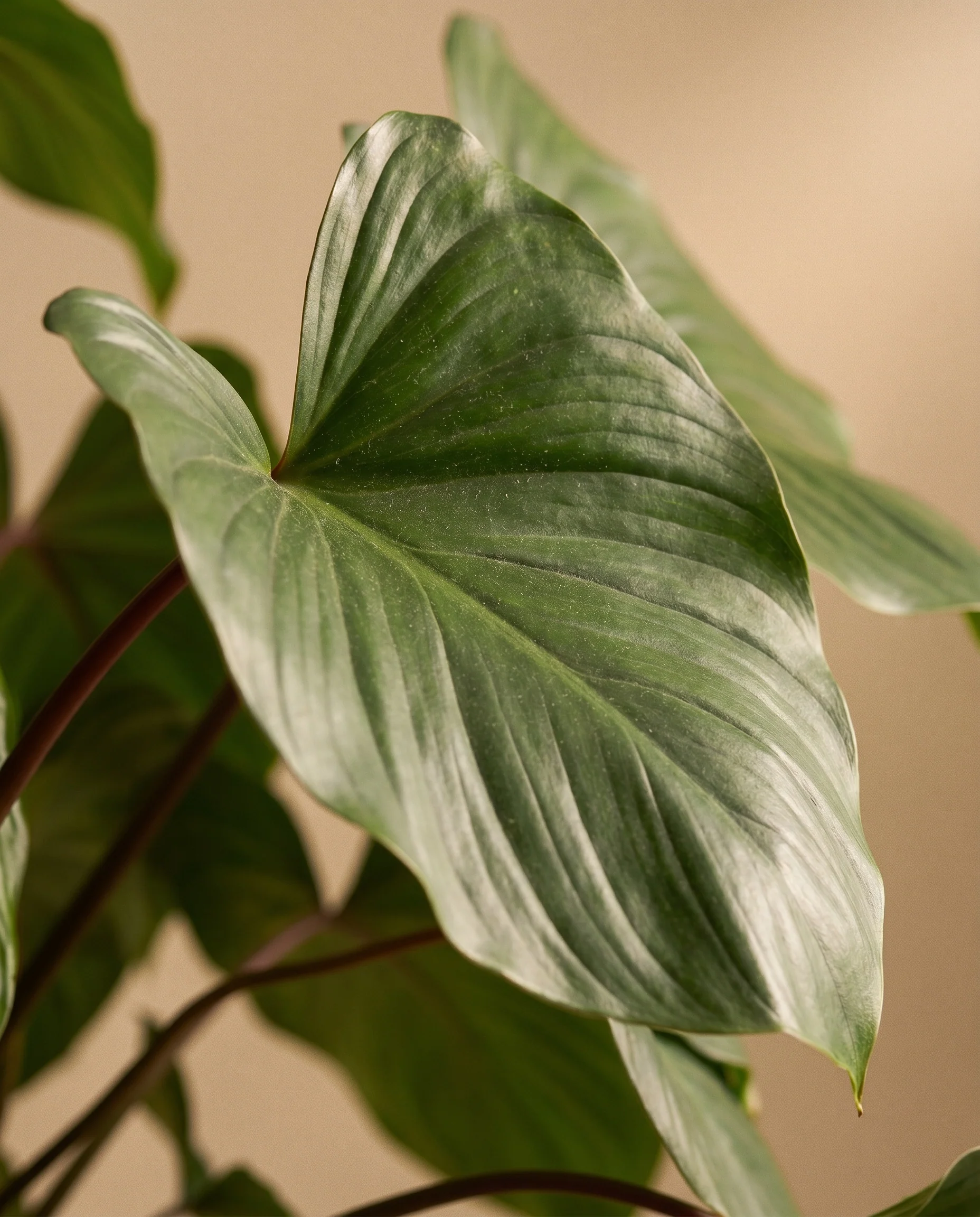 Homalomena Maggy - Image 11