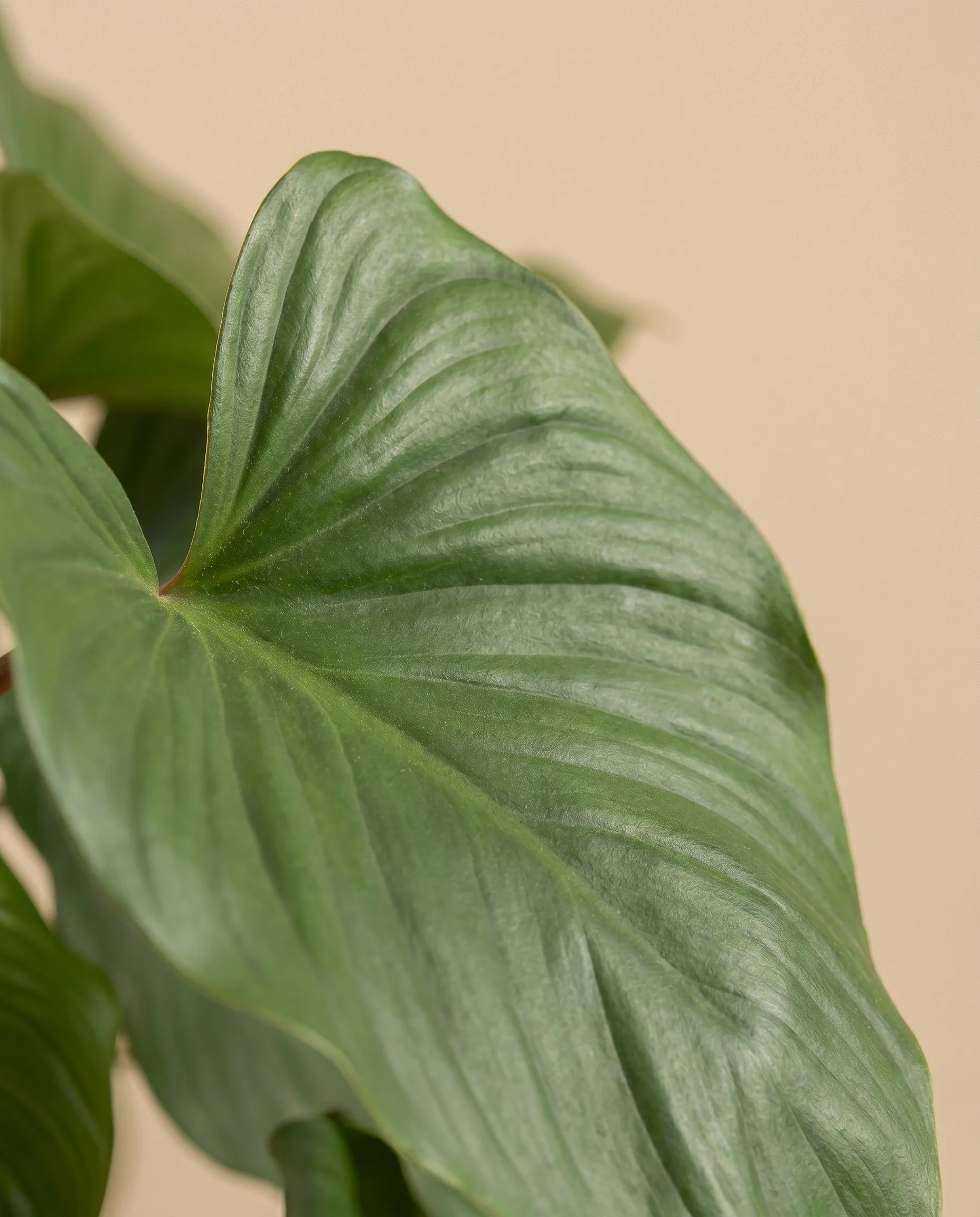 Homalomena Maggy - Image 12