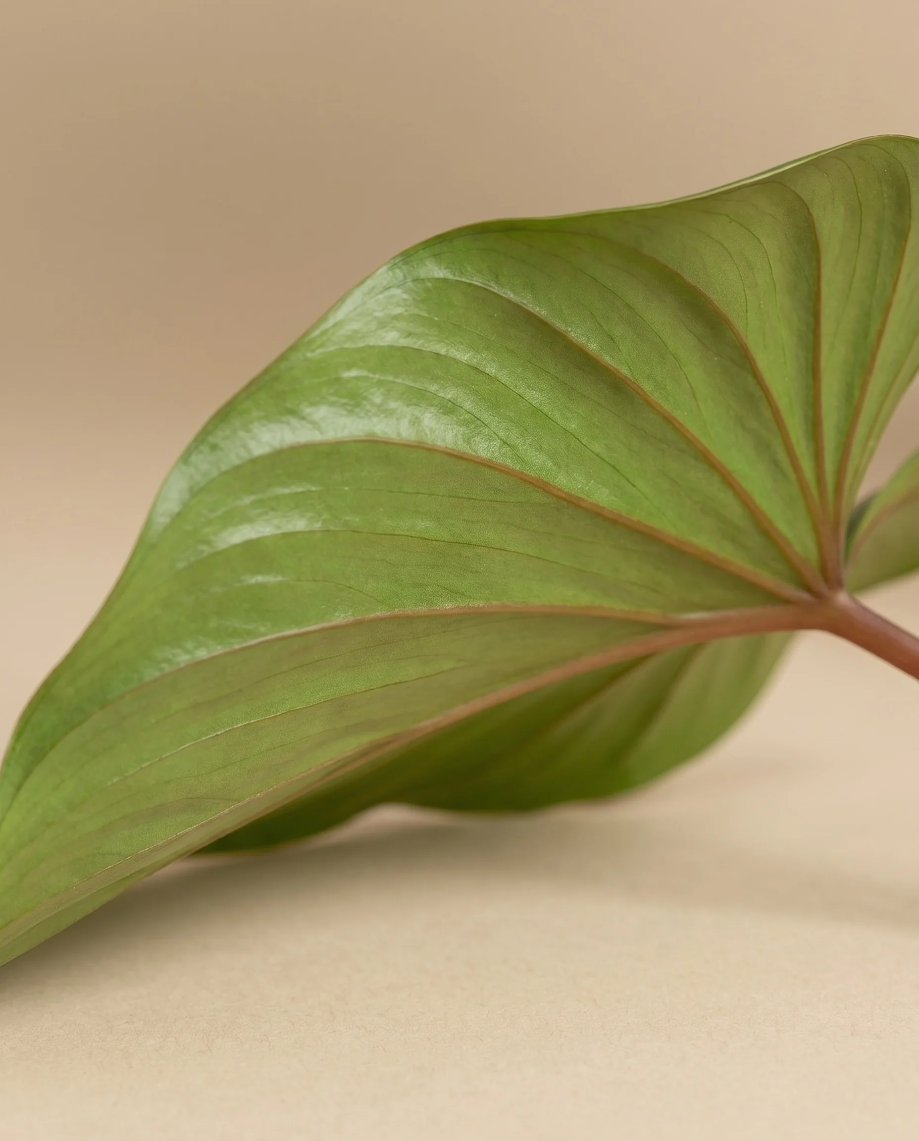 Homalomena Maggy - Image 2