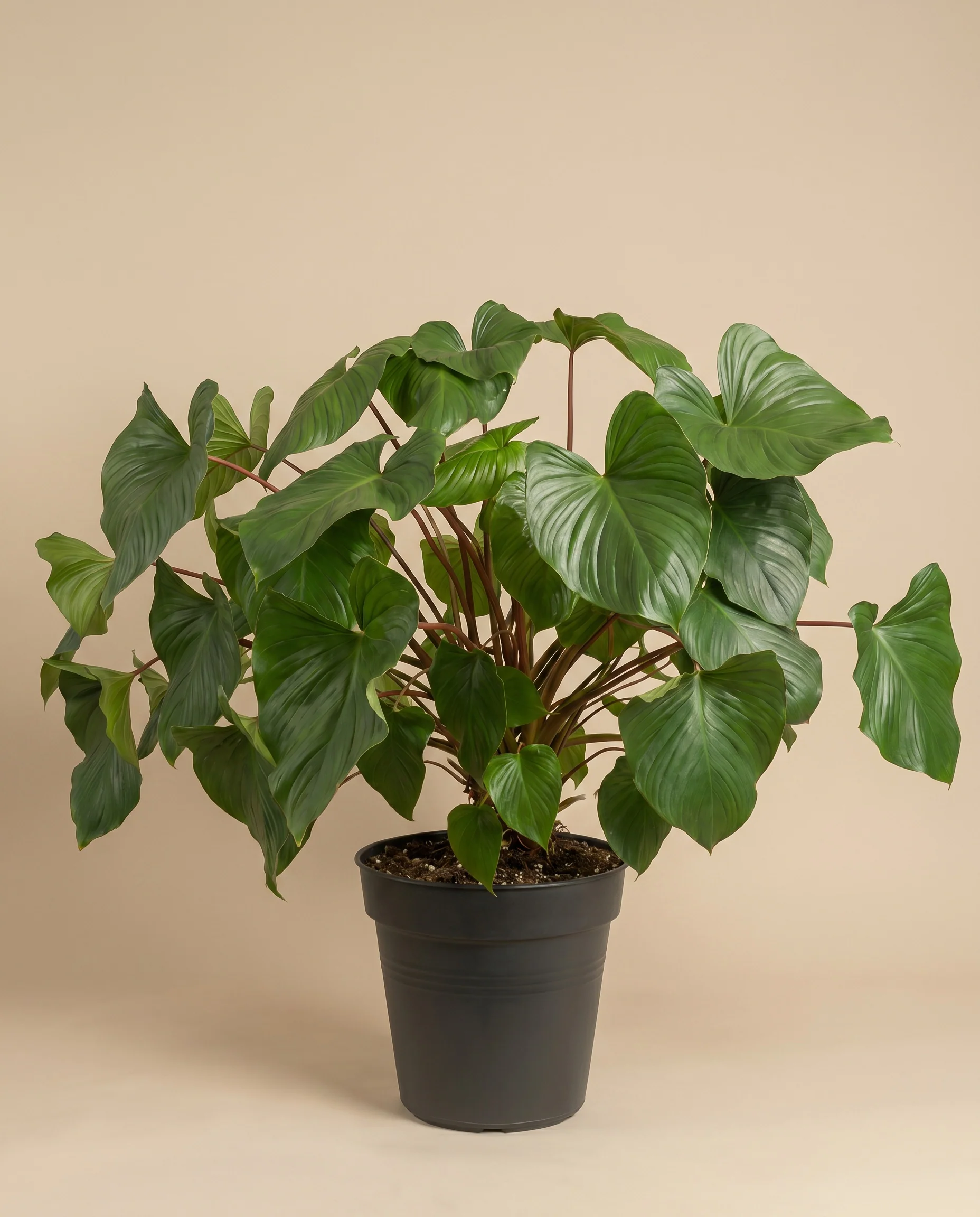Homalomena Maggy - Image 3