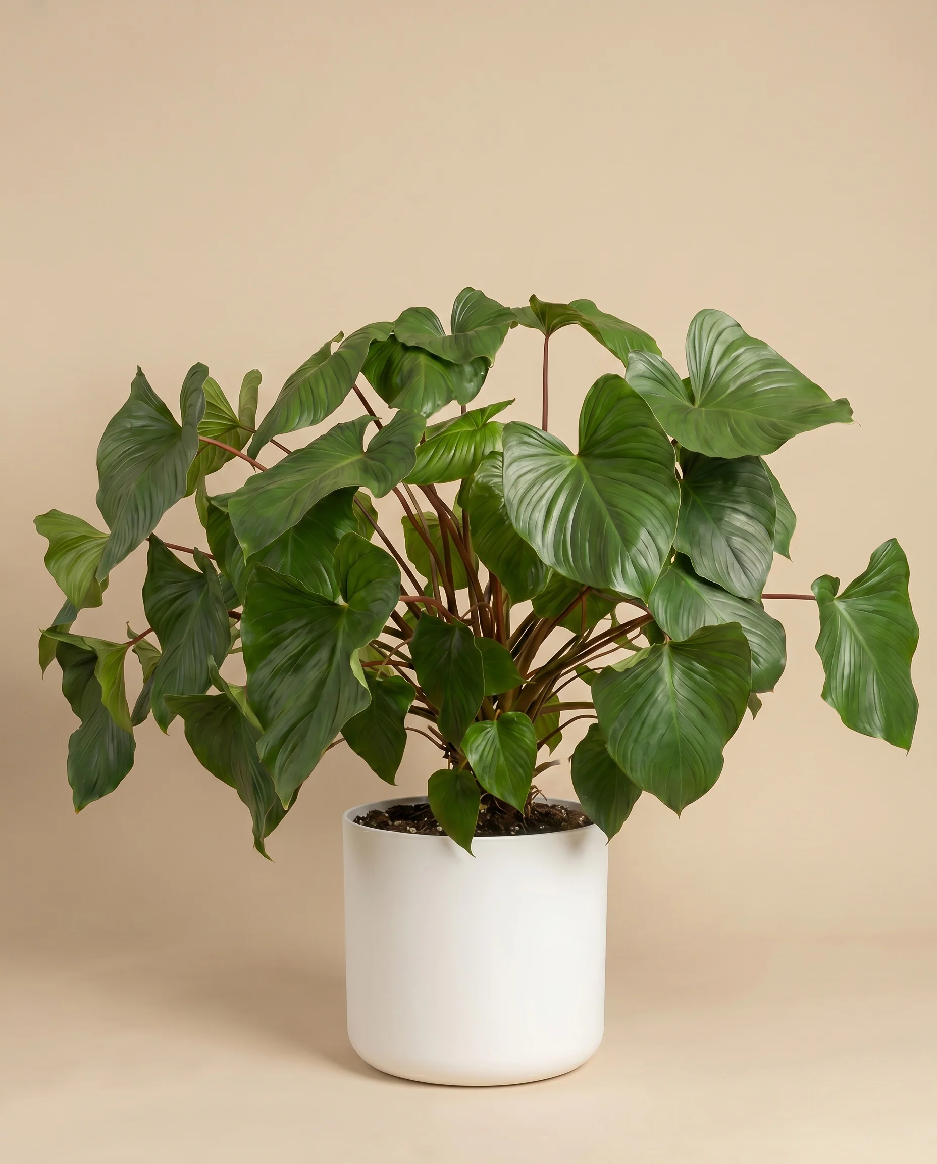 Homalomena Maggy - Image 5