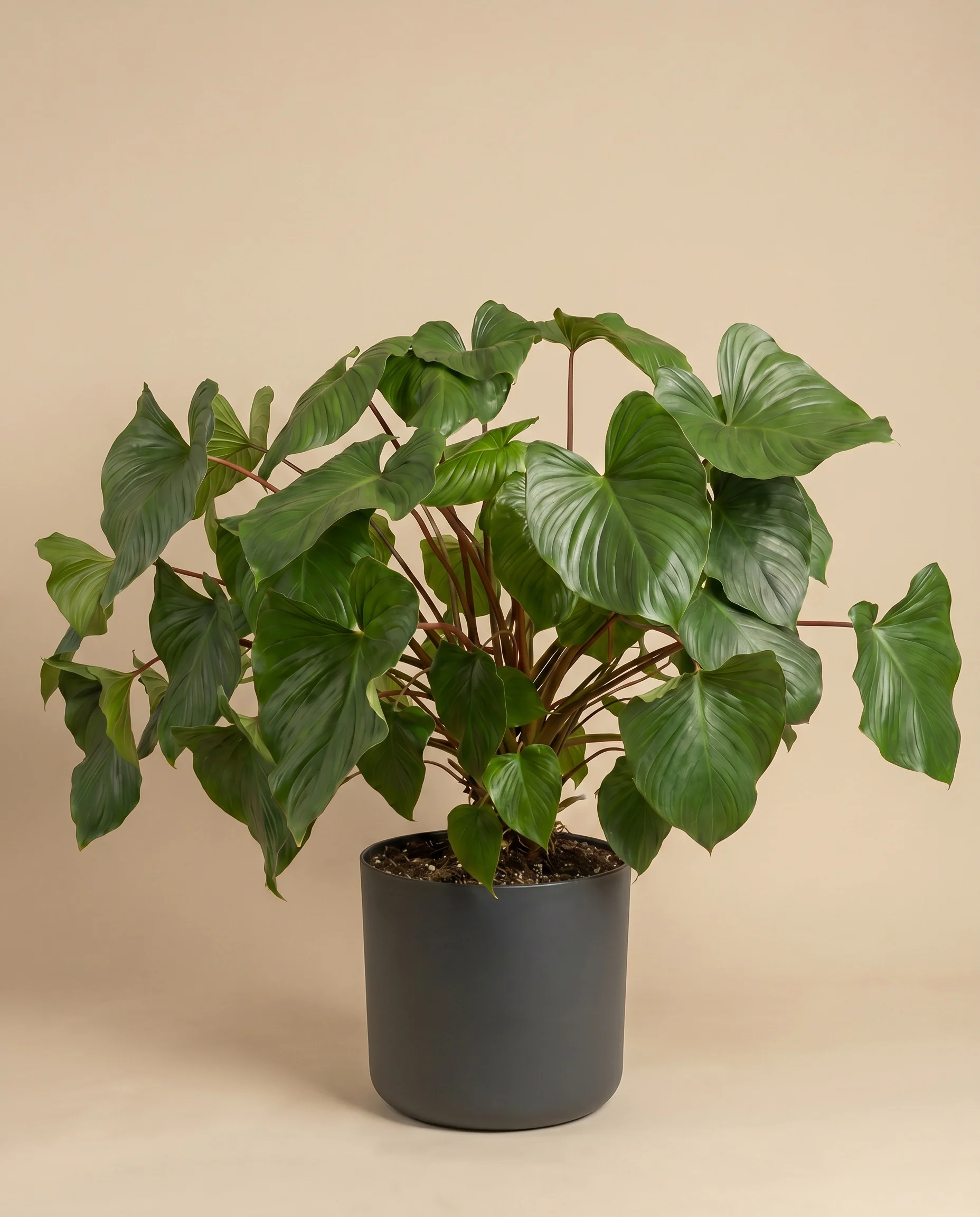 Homalomena Maggy - Image 6