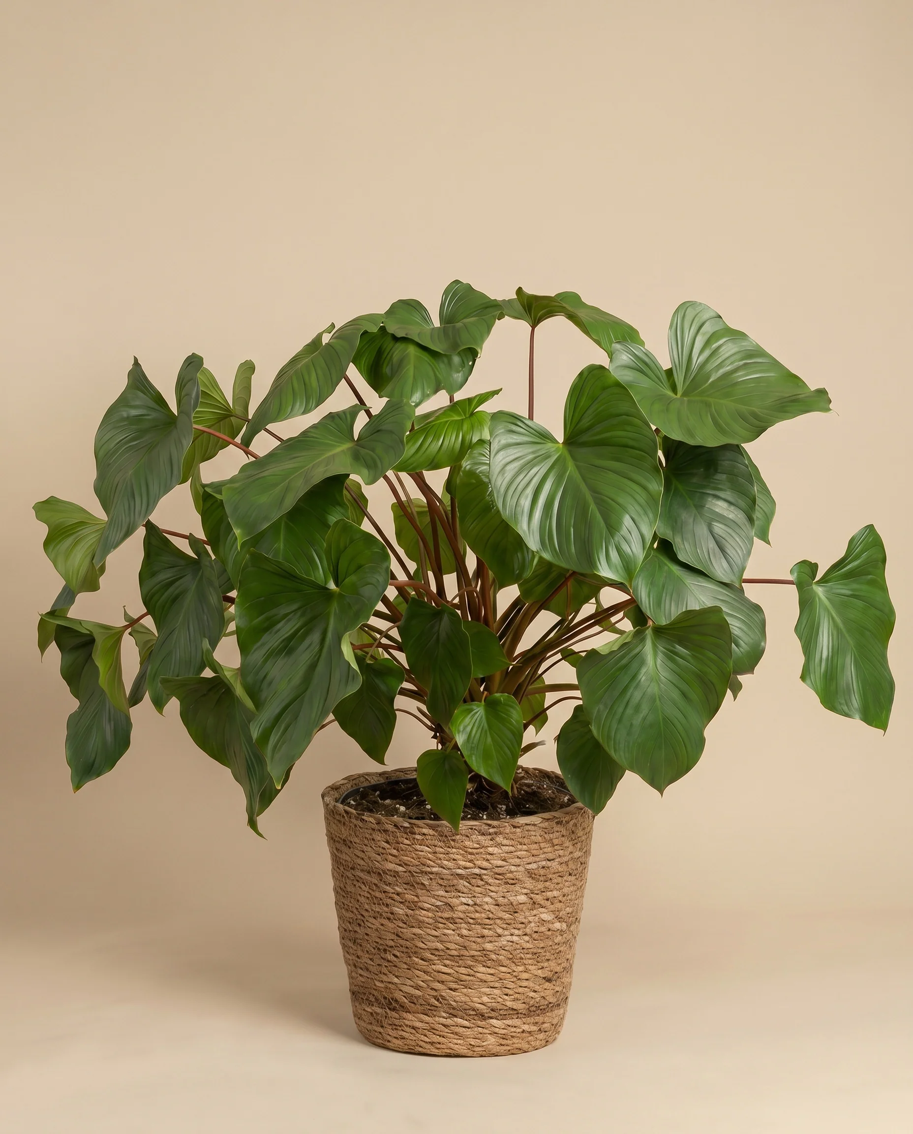 Homalomena Maggy - Image 7