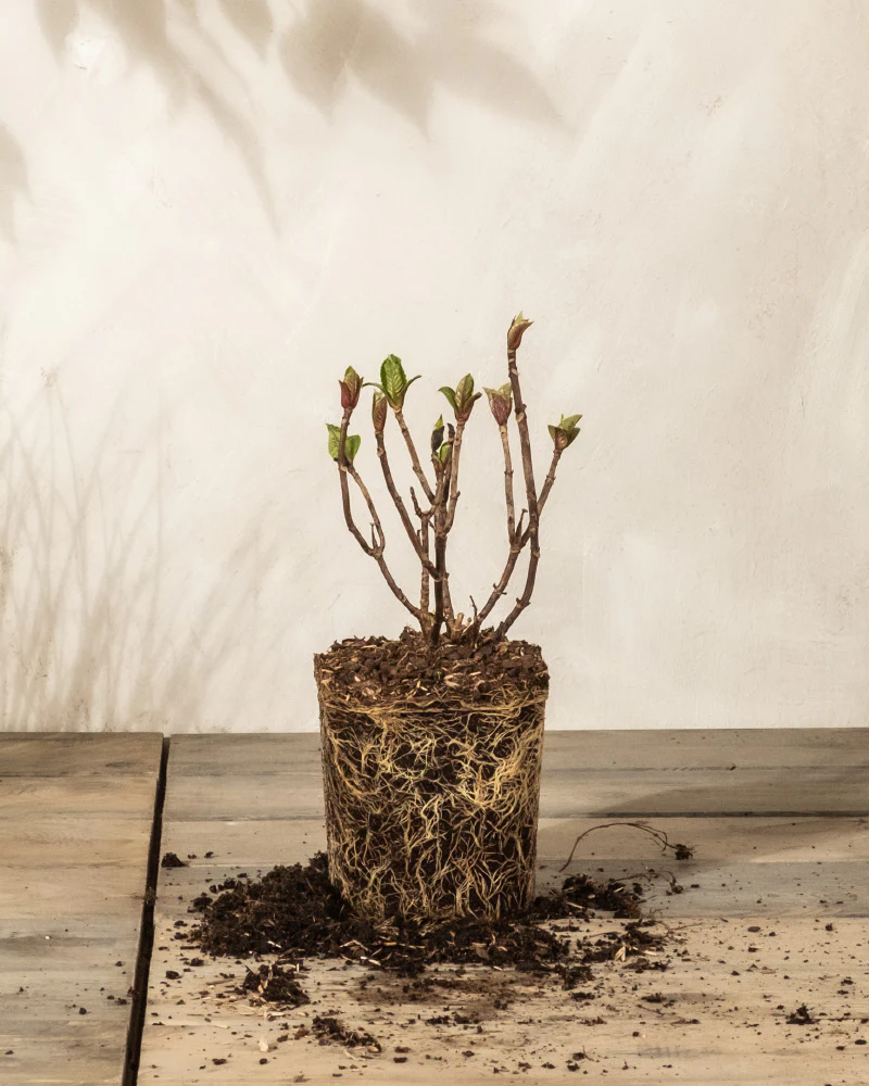 Rote Hortensie - Image 3