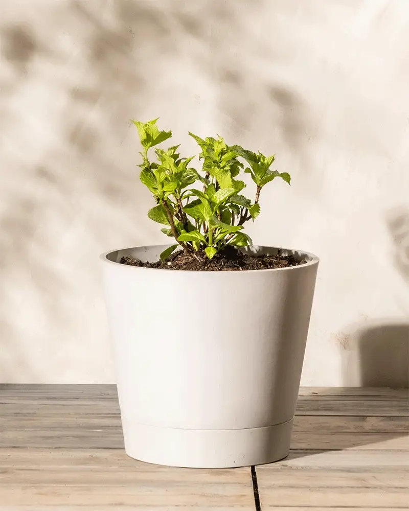 Rote Hortensie - Image 4