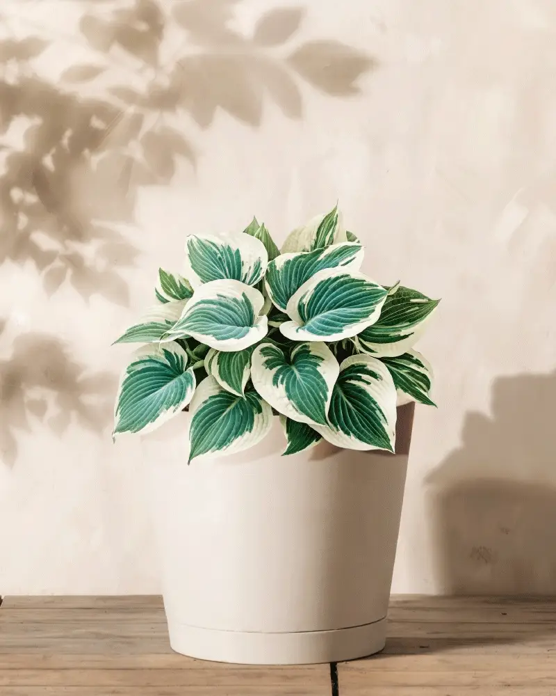 Hosta (blau-beige) - Image 4