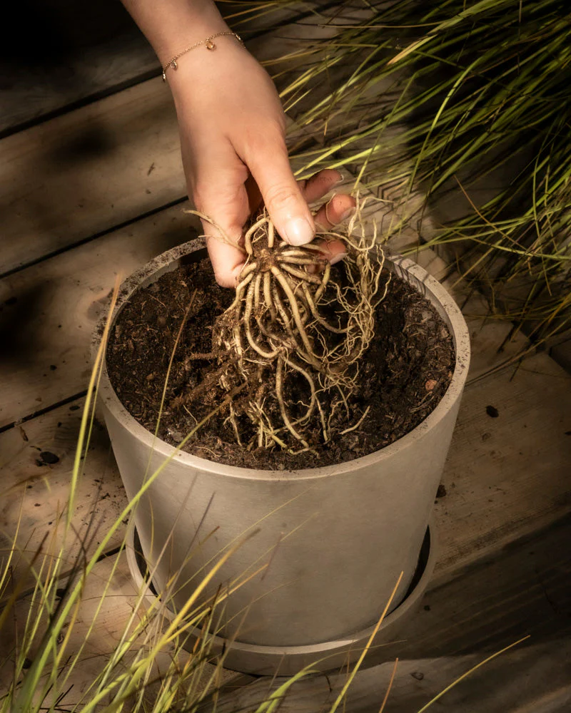 Hosta (blau-beige) - Image 6