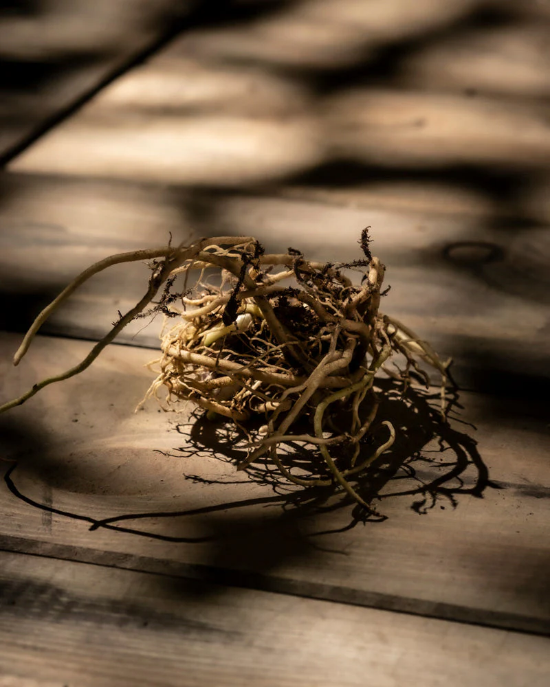 Hosta (blau-beige) - Image 7