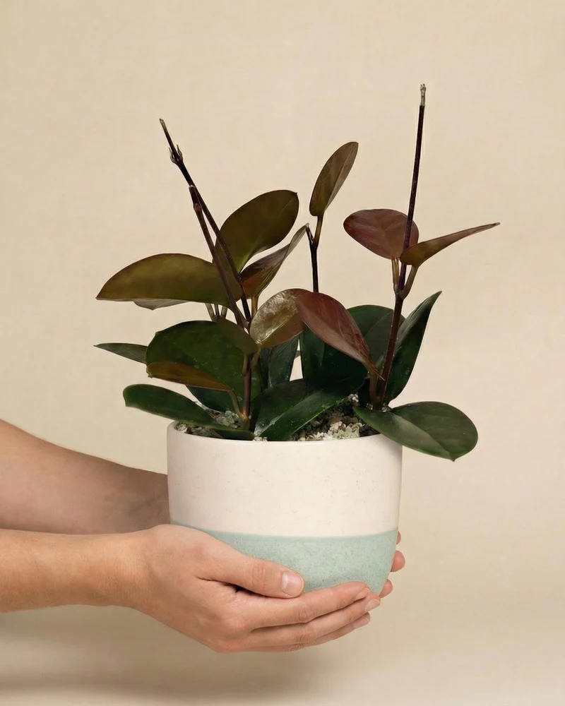 Hoya australis • feey