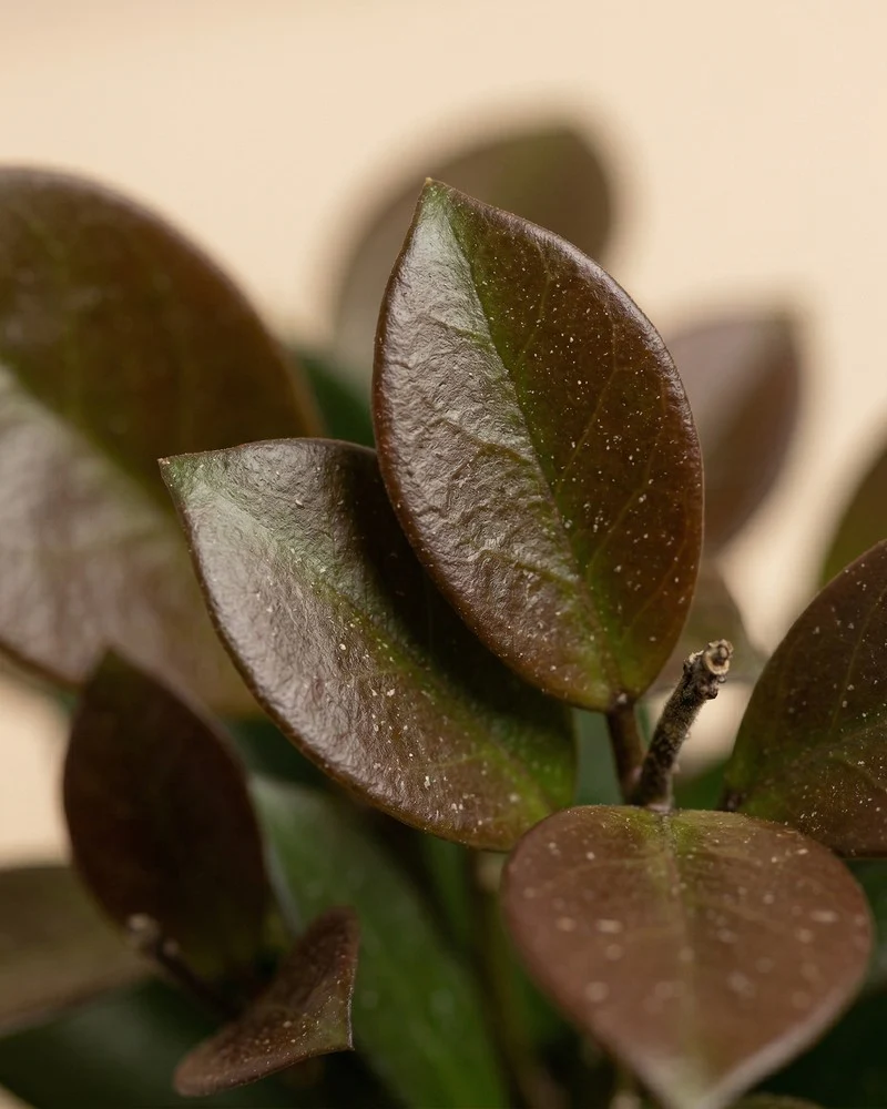 Hoya australis • feey - Image 11