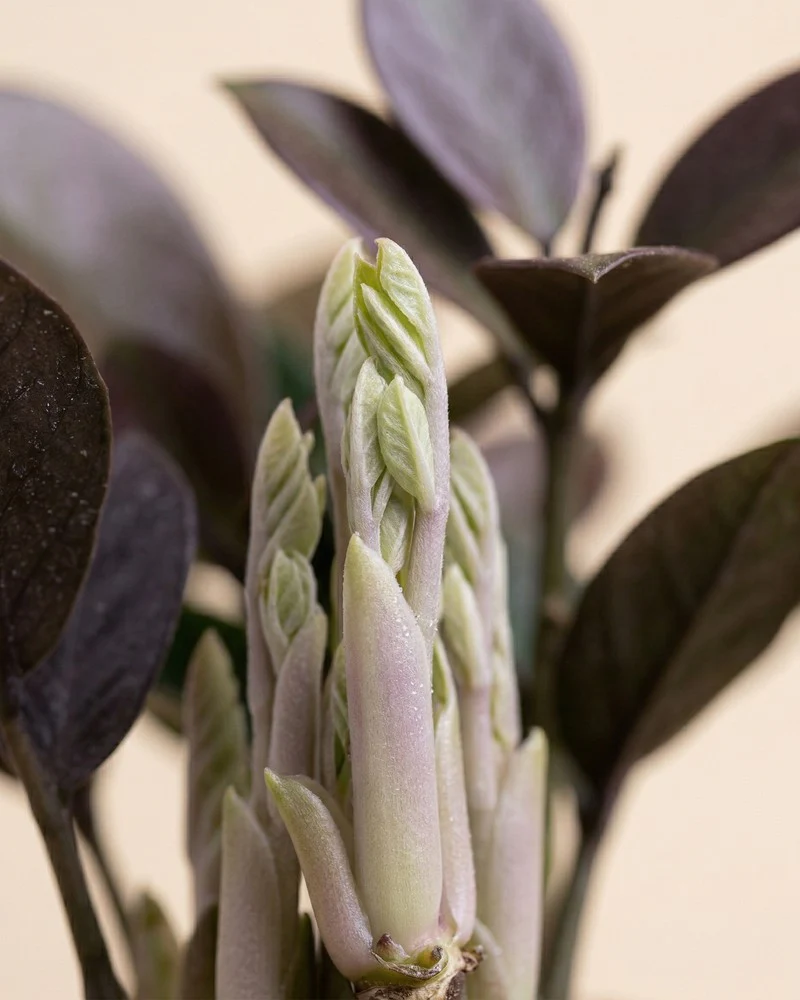 Hoya australis • feey - Image 12