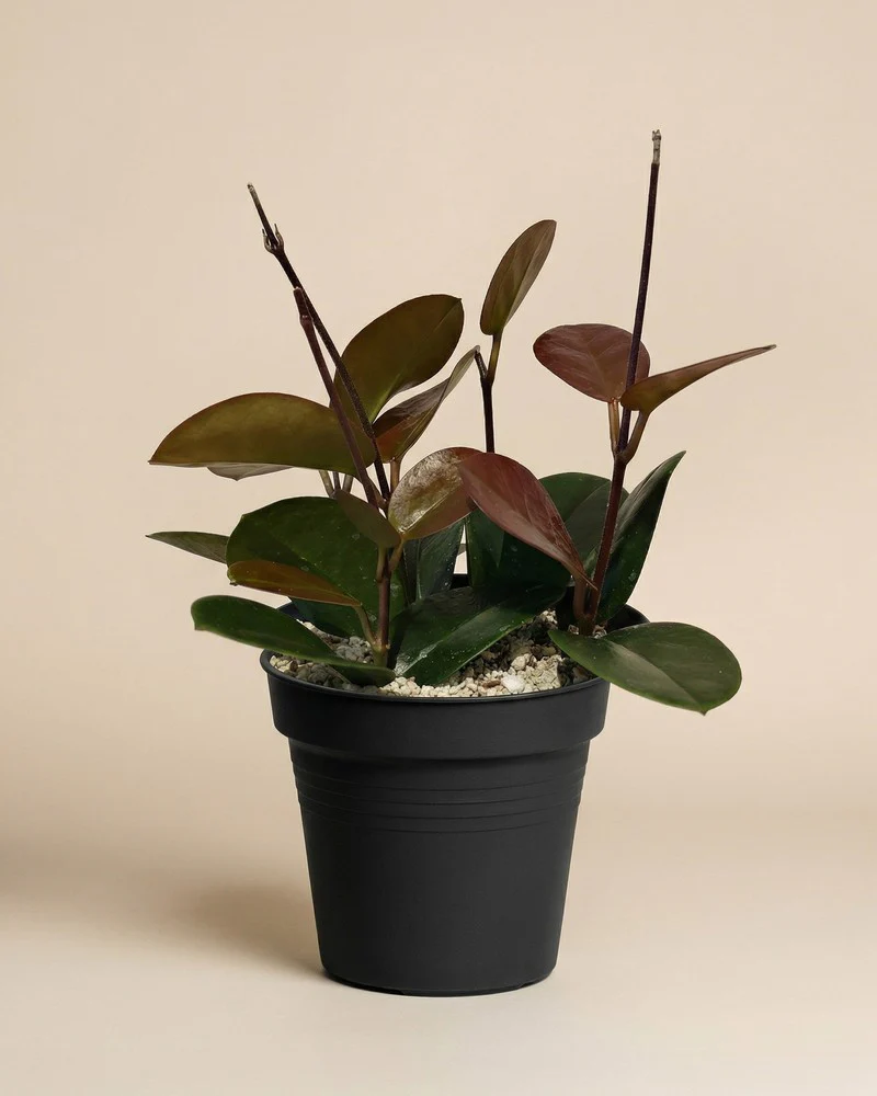 Hoya australis • feey - Image 3