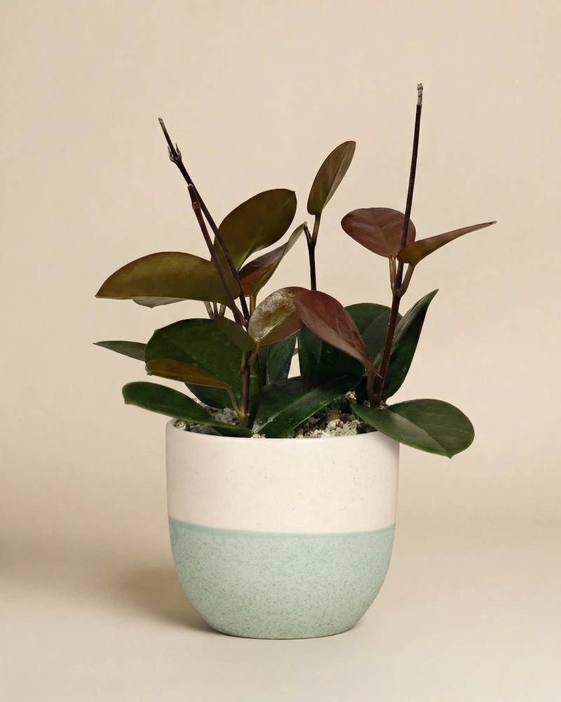 Hoya australis • feey - Image 5