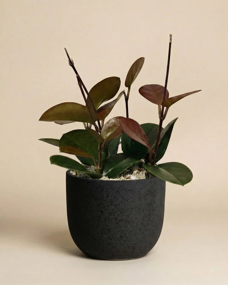 Hoya australis • feey - Image 6