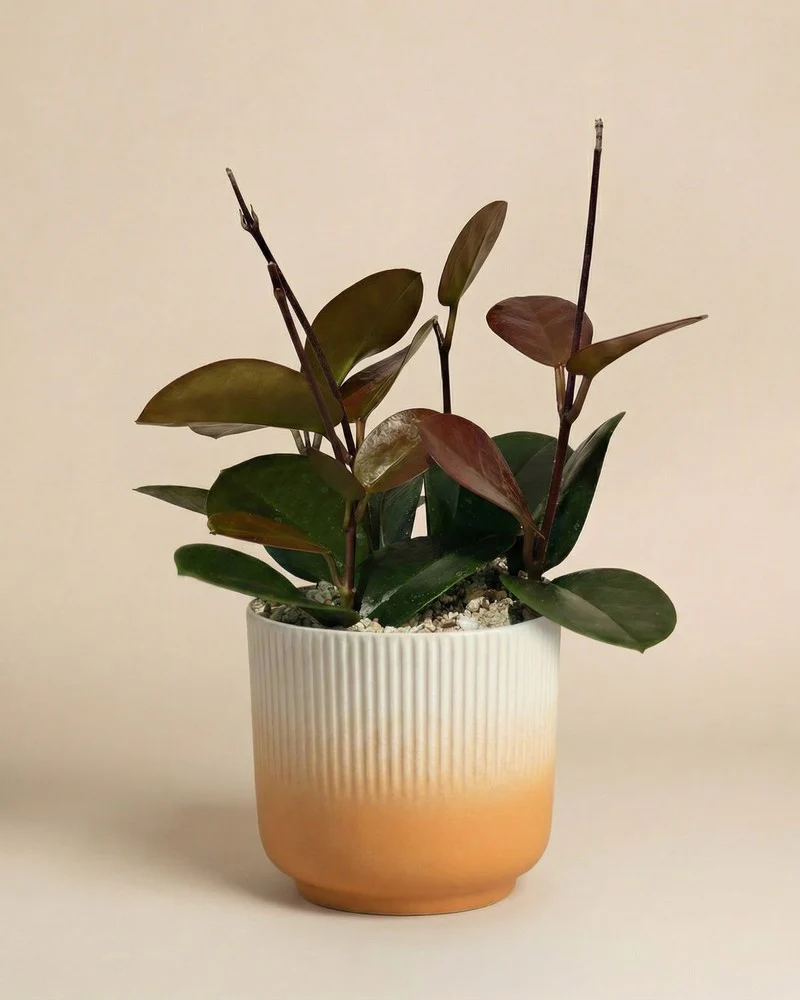Hoya australis • feey - Image 7