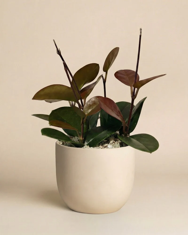 Hoya australis • feey - Image 8