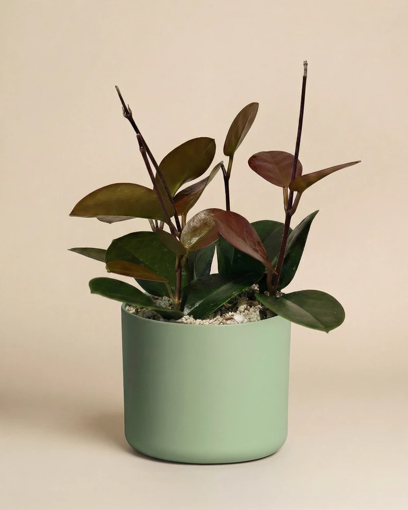 Hoya australis • feey - Image 9
